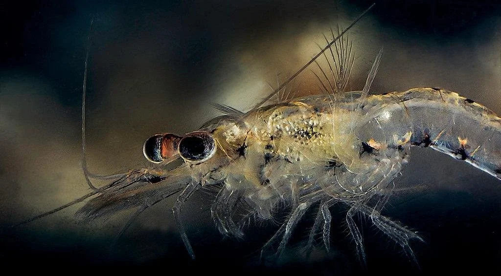 Mysis Shrimp Research Project